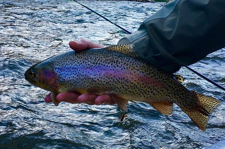 Gone Fishing Colorado: 1 Person Half Day Wade Fishing