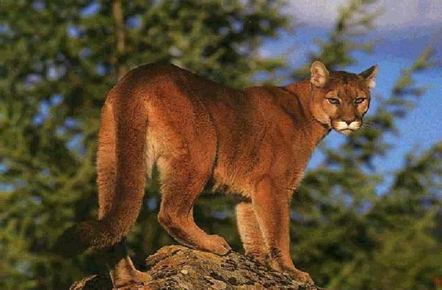 Pack N Horns: Mountain Lion Hunt